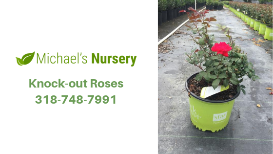 Double Knock Out Roses Are Popular for a Reason