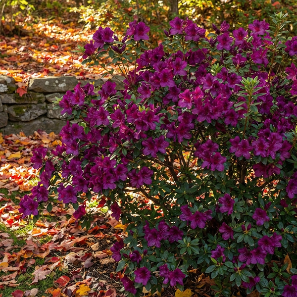 Autumn Royalty Azalea