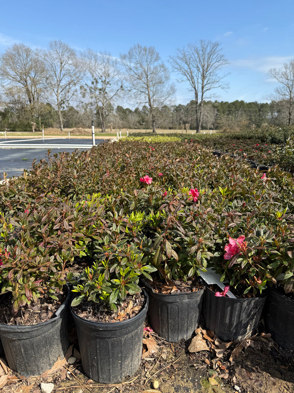 Autumn Sundance Azalea