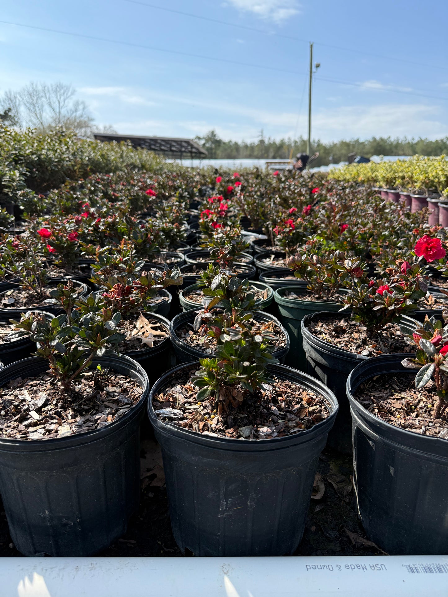 Encore Azalea Autumn Fire®