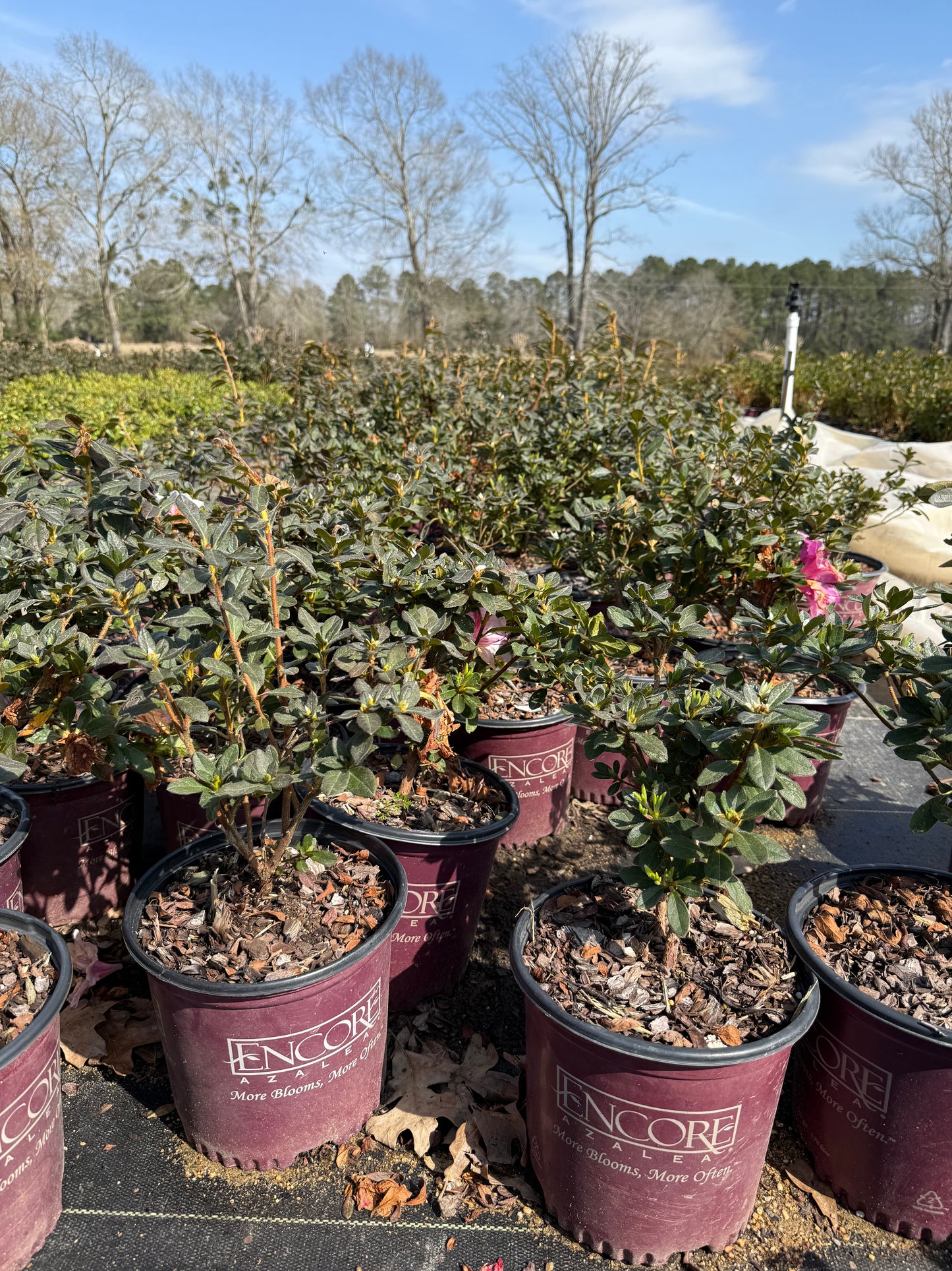 Autumn Royalty Azalea