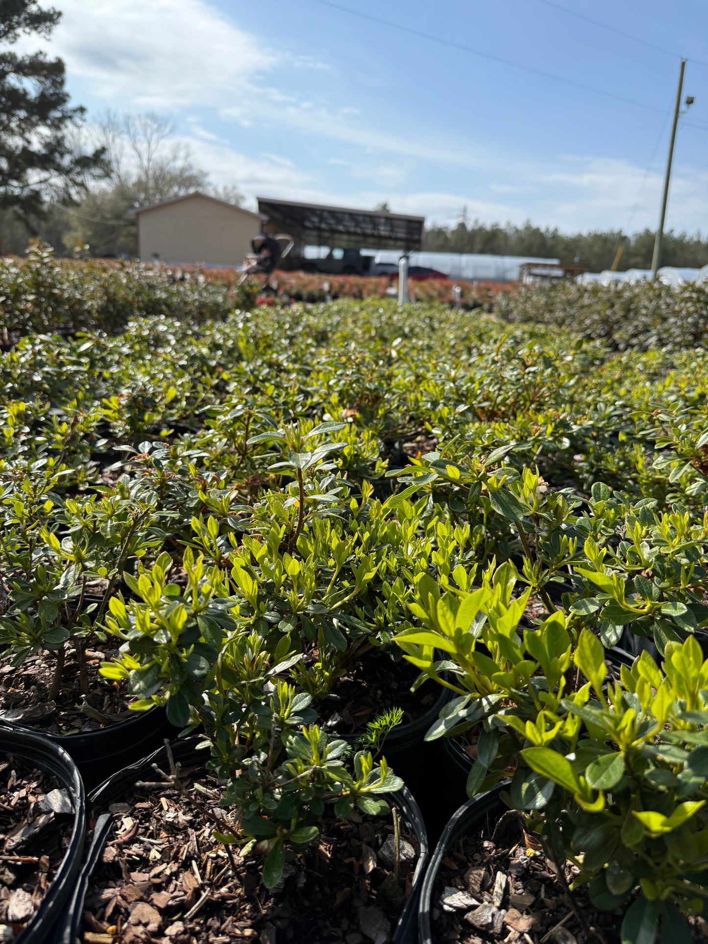 Encore Azalea Autumn Angel®