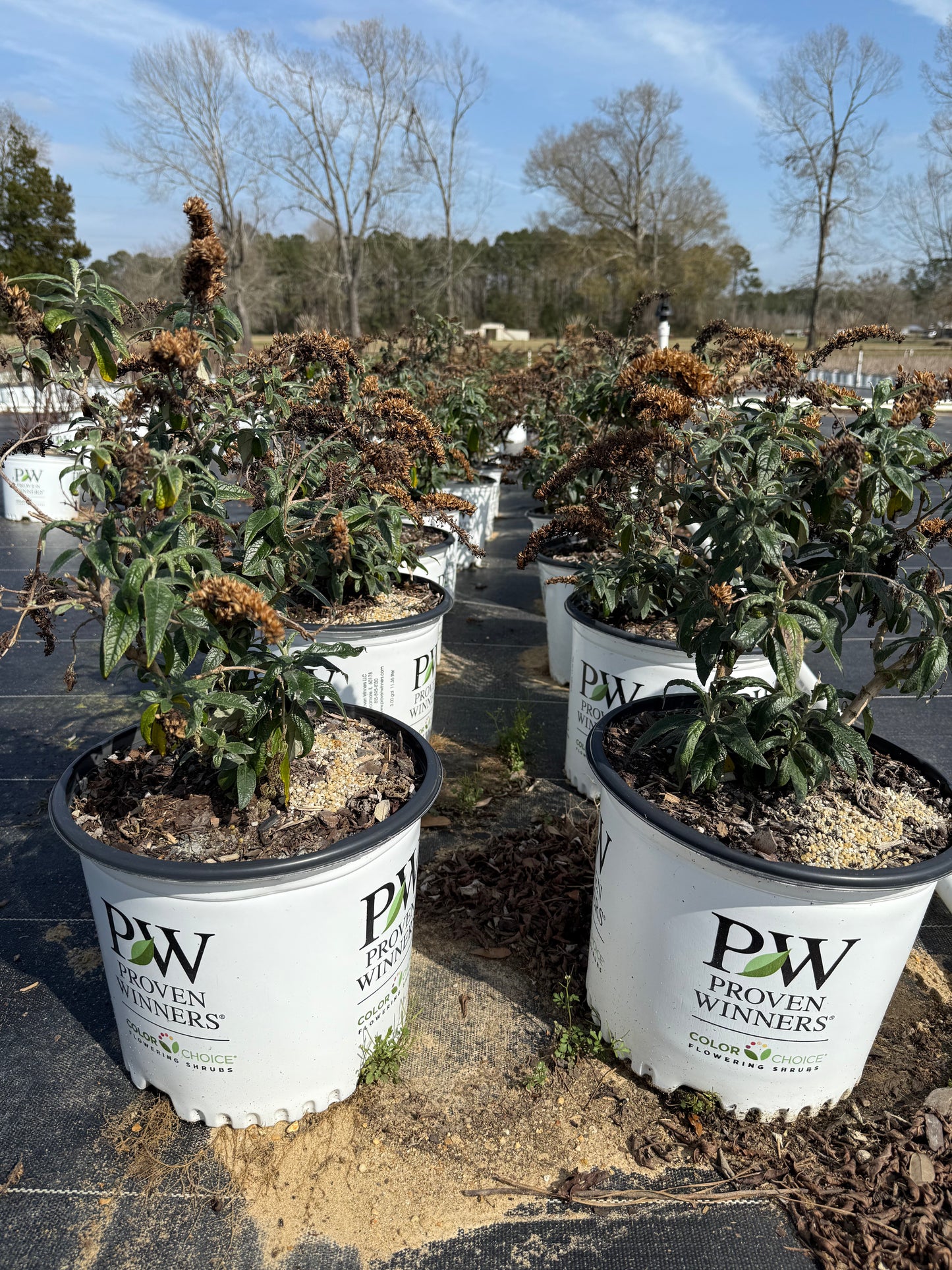 Proven Winners Pugster® Amethyst Butterfly Bush