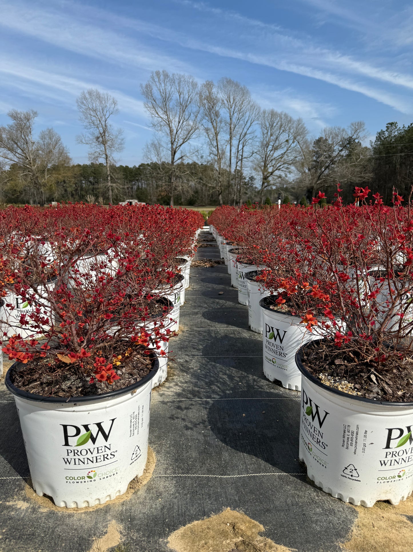 Proven Winners Candy Corn Spiraea