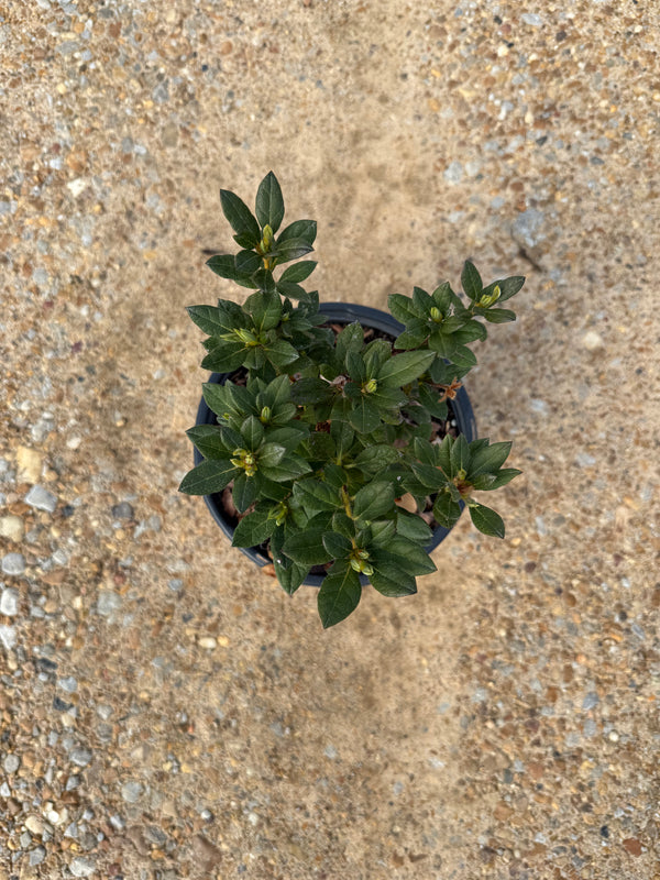 Encore Azalea Autumn Rouge®