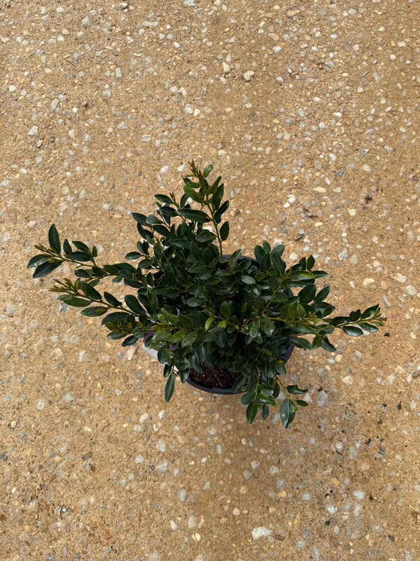 First Editions Linebacker™ Distylium