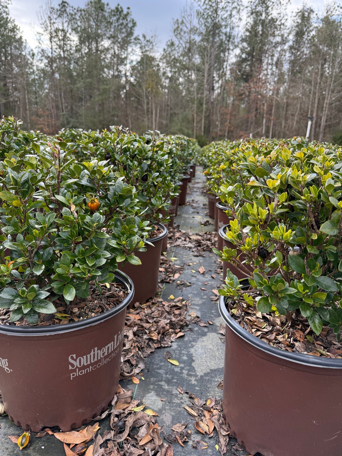 Southern Living Jubilation™ Gardenia