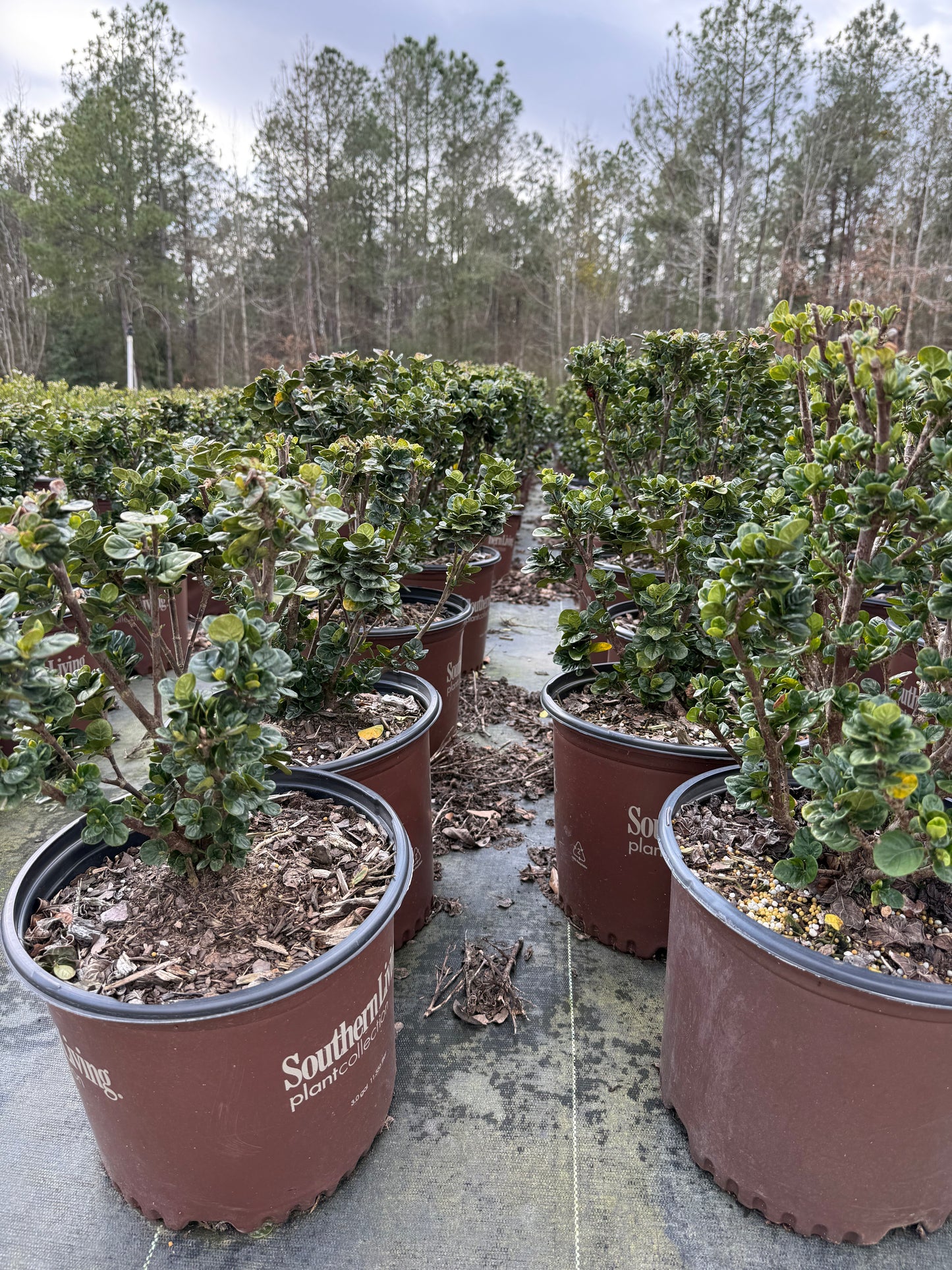 Southern Living Diamond Spire® Gardenia