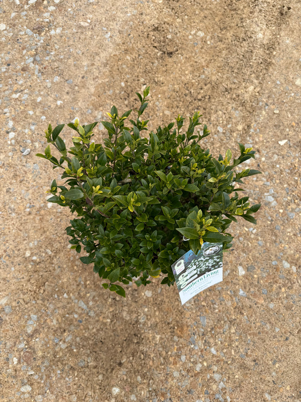 Southern Living ScentAmazing® Gardenia - nursery plant available in multiple container sizes
