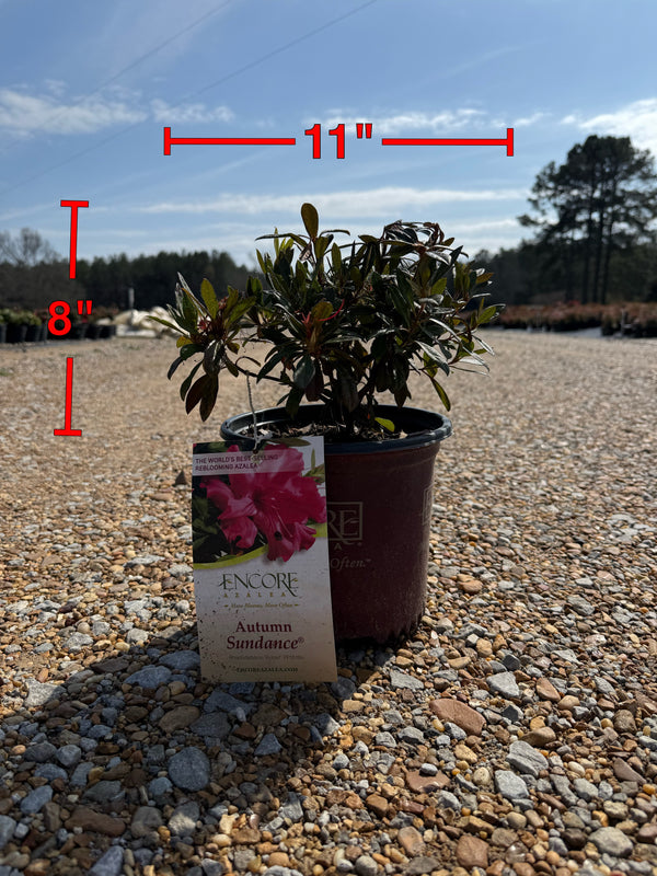 Autumn Sundance Azalea