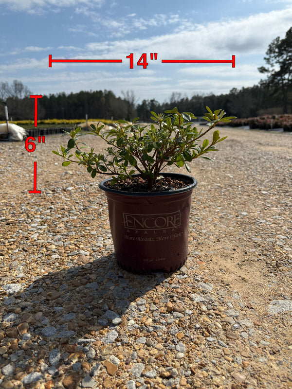 Encore Azalea Autumn Angel®