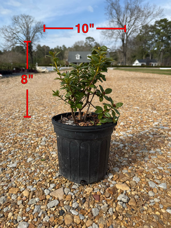 Encore Azalea Autumn Moonlight®