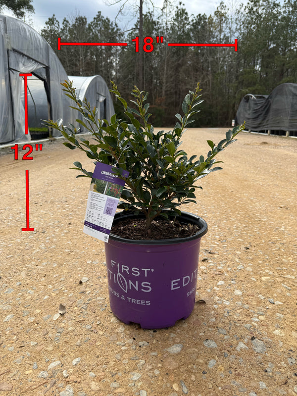 First Editions Linebacker™ Distylium