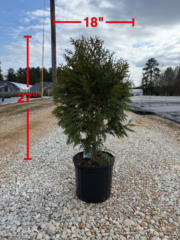 Thuja Dark Green - nursery plant available in multiple container sizes