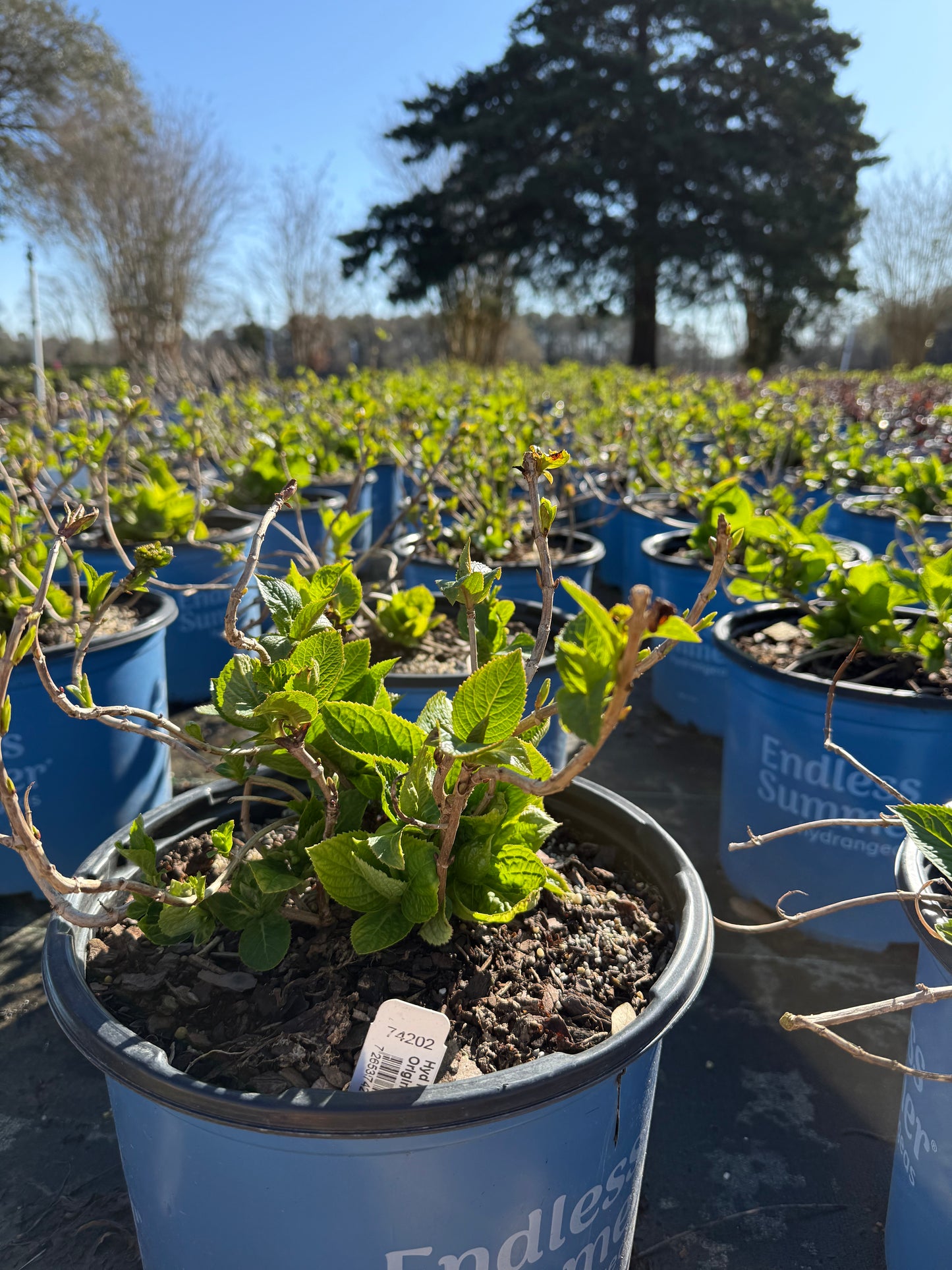 Endless Summer® The Original Reblooming Hydrangea