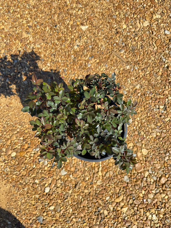 Petite Knock Out® Rose