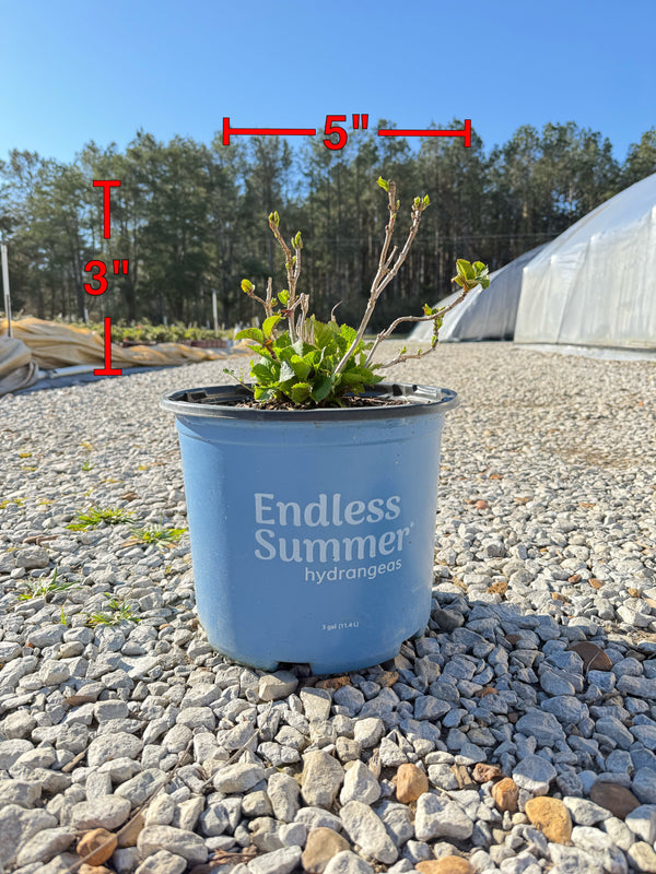Endless Summer® Summer Crush® Reblooming Hydrangea - nursery plant available in multiple container sizes