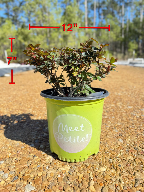 Petite Knock Out® Rose