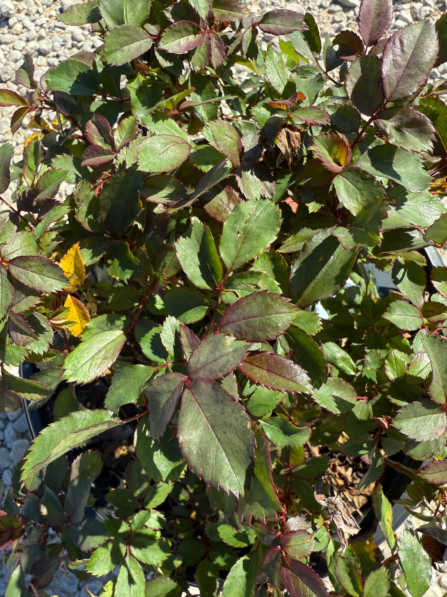 White Knock Out Rose™