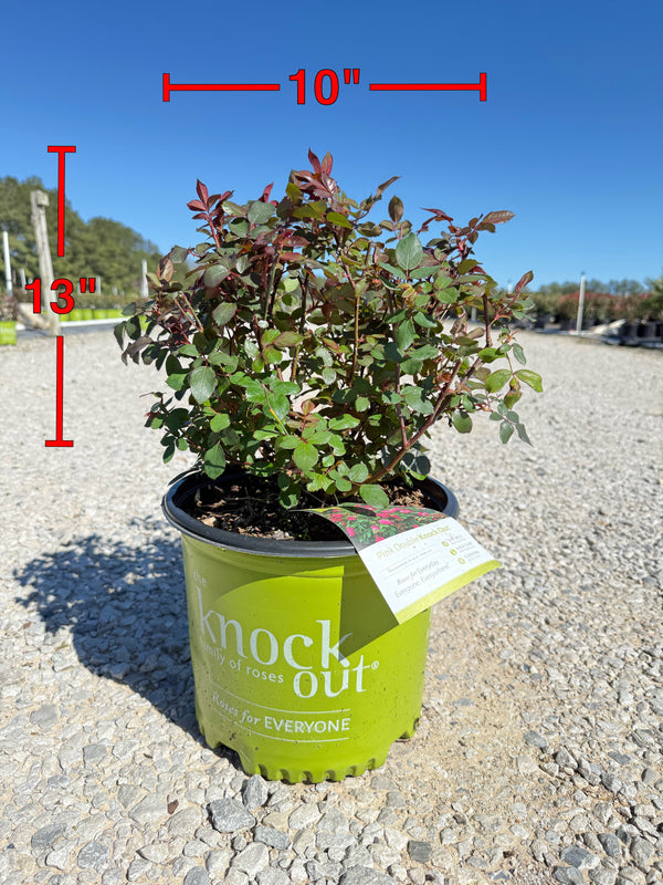 Pink Double Knock Out Rose