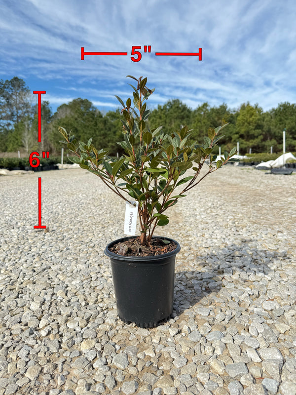 Red Formosa Azalea