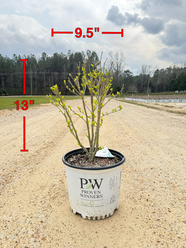 PURPLE PILLAR Rose of Sharon Proven Winner