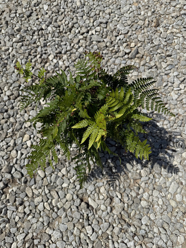 Autumn Fern