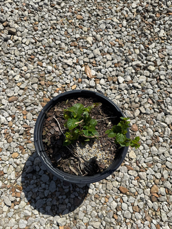 Endless Summer® Pop Star® Reblooming Hydrangea - nursery plant available in multiple container sizes