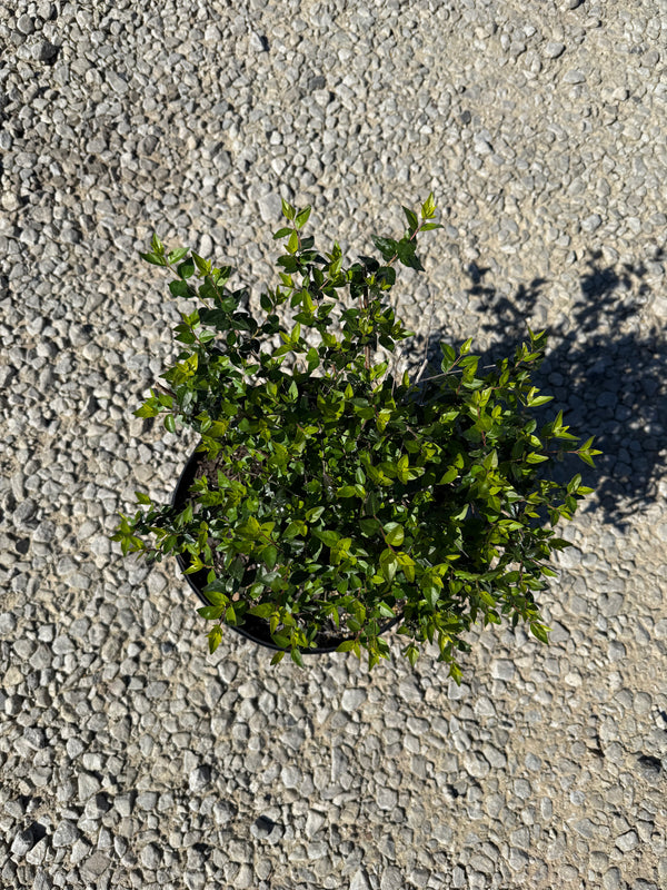 Edward Goucher Abelia