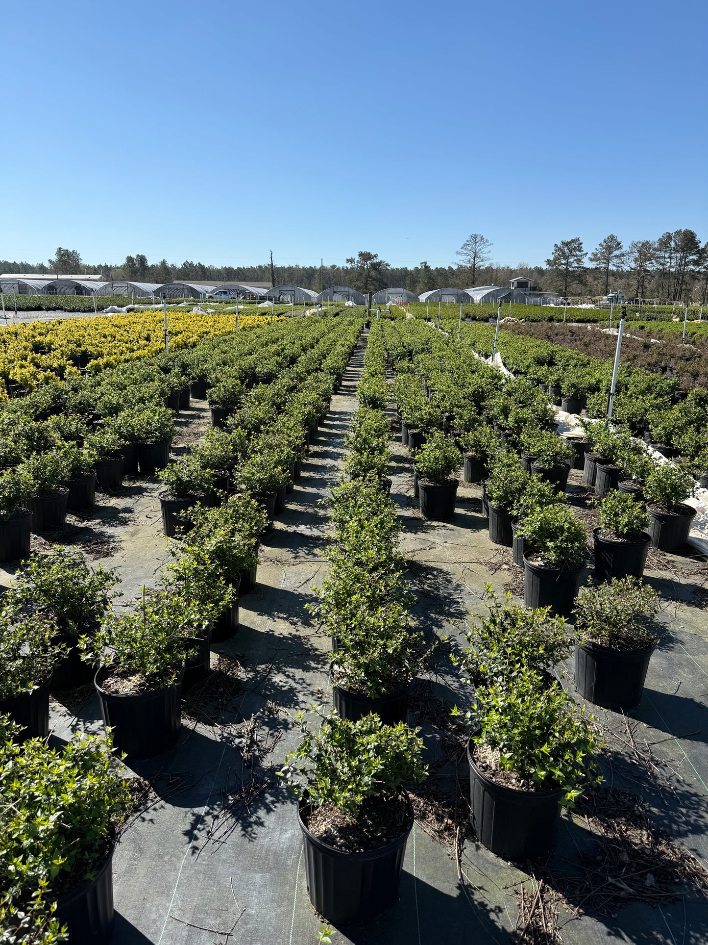 Edward Goucher Abelia