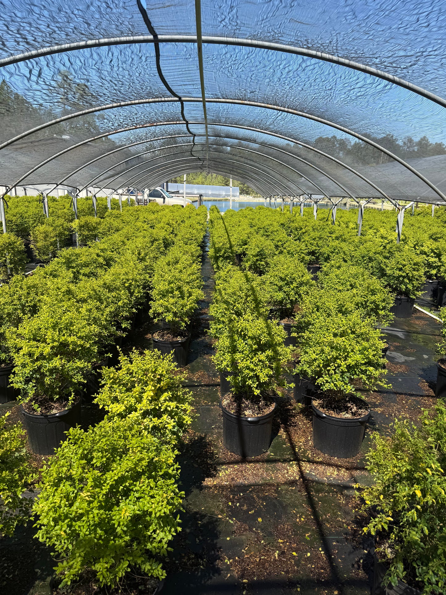 Sunshine Ligustrum™