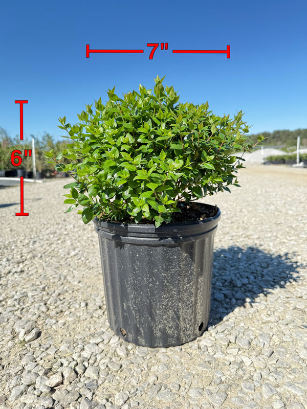 Rose Creek Abelia