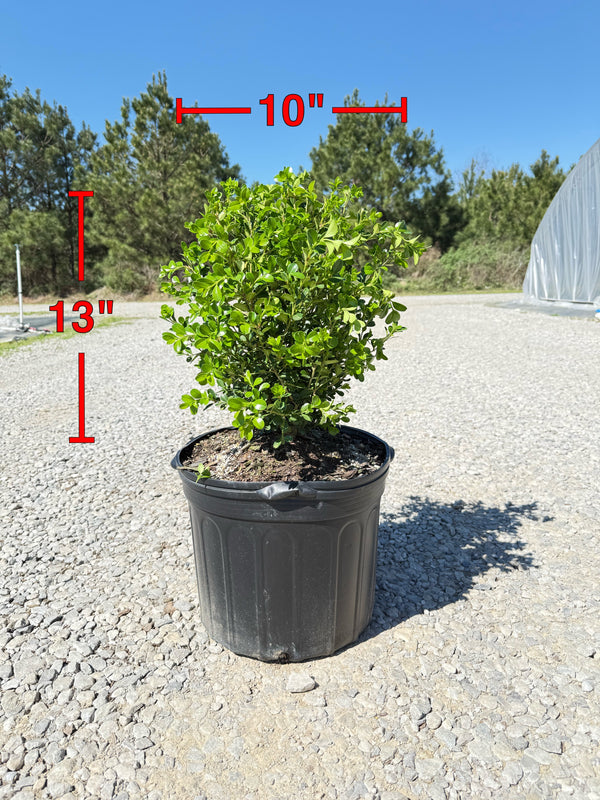 Japanese Boxwood