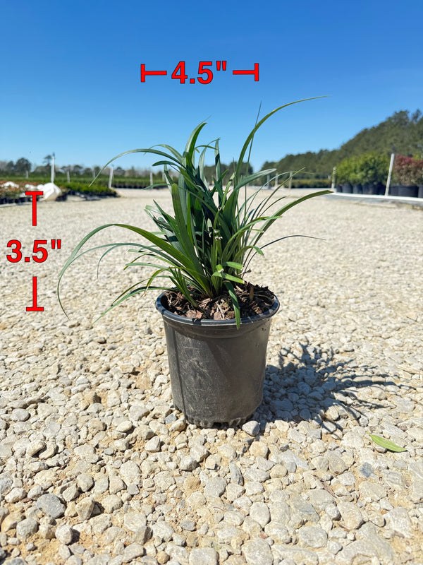 Super Blue Liriope