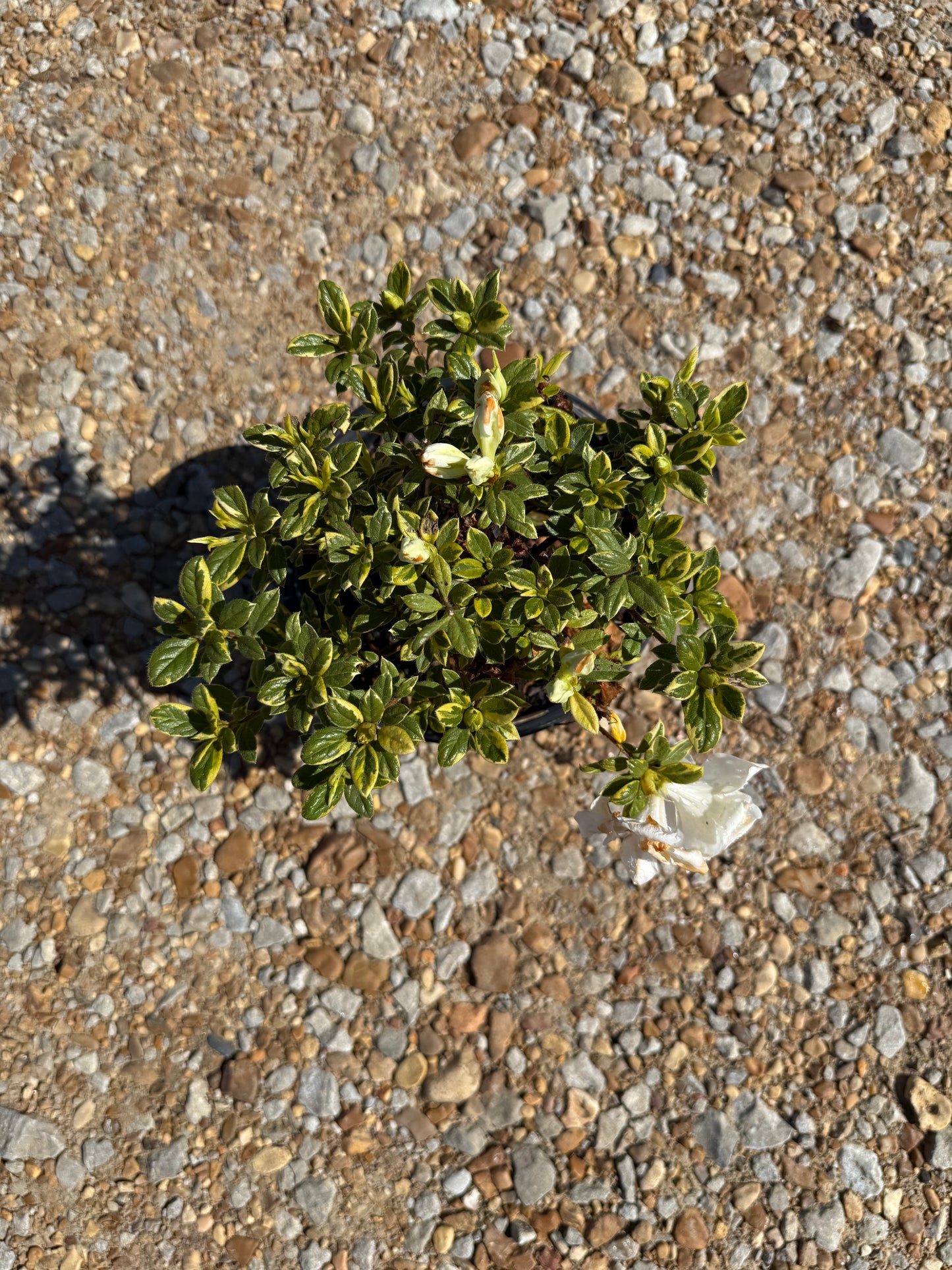 Encore Azalea Autumn Moonstruck™