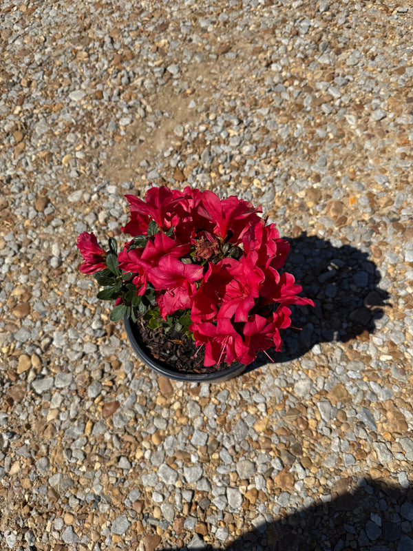 Autumn Bonfire Azalea™
