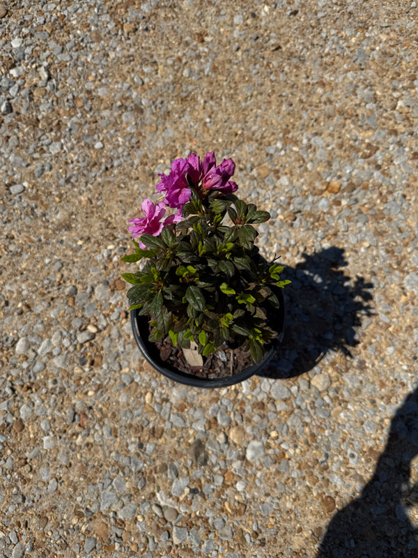 Encore Azalea Autumn Majesty®