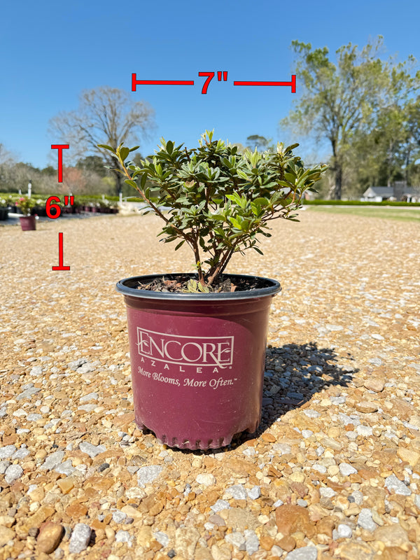 Autumn Chiffon Azalea