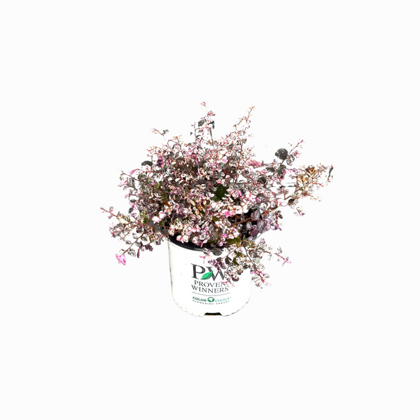 Loropetalum Proven Winners Jazz Hands Variegated