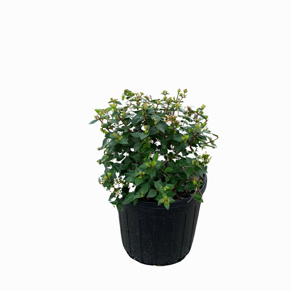 Rose Creek Abelia