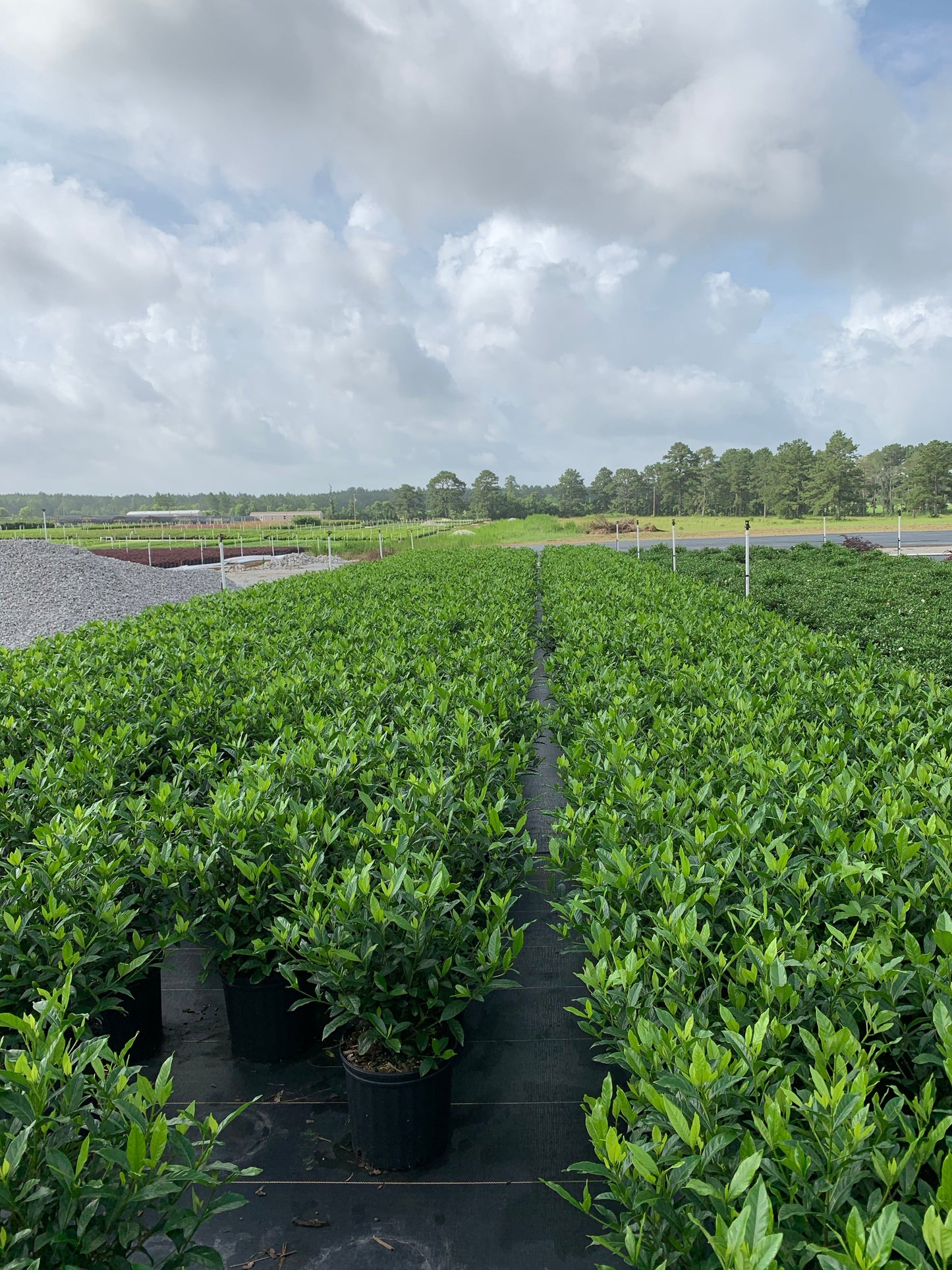 Frost Proof Gardenia
