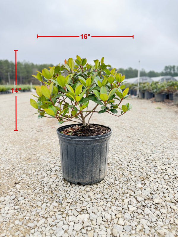 Clara Indian Hawthorn