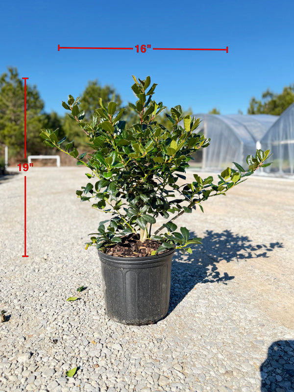 Nellie R. Stevens Holly