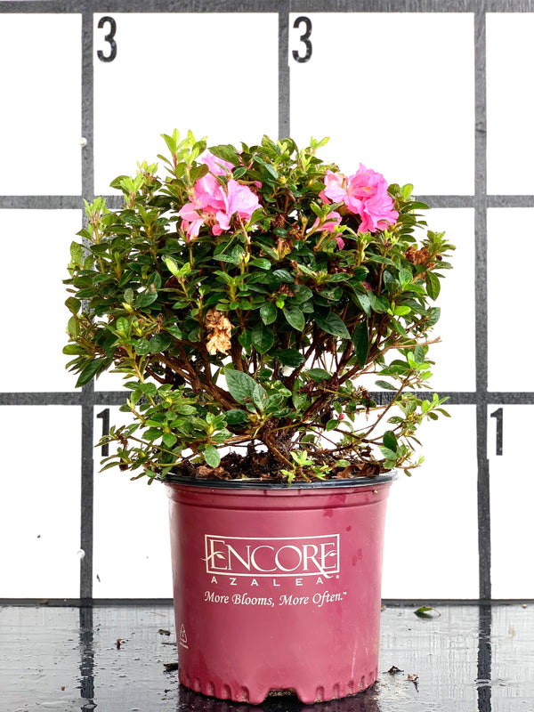 Lavender Formosa Azalea