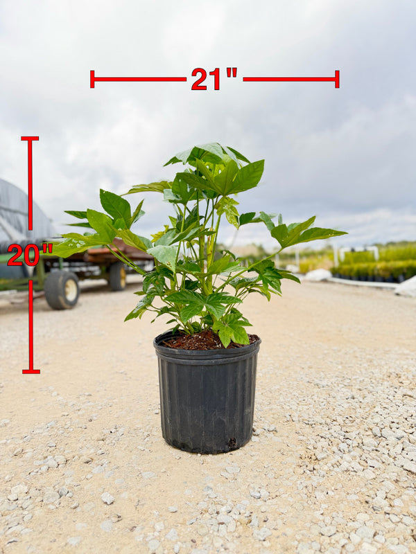 Fatsia Japonica - nursery plant available in multiple container sizes