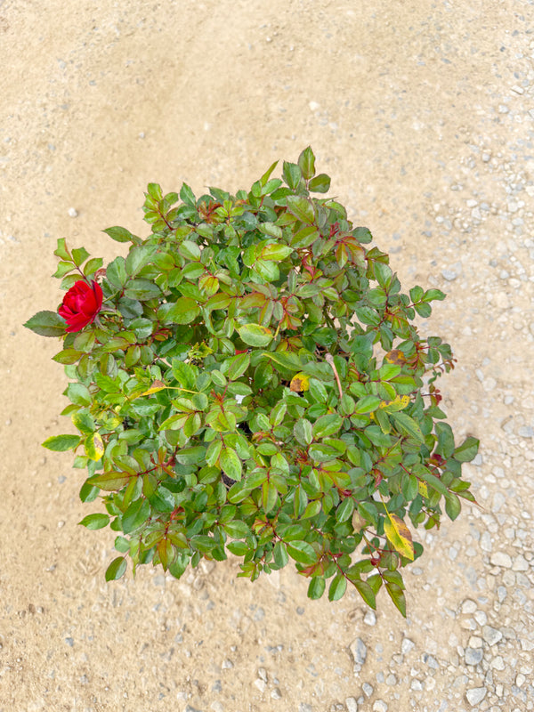 Brick House Rose - nursery plant available in multiple container sizes