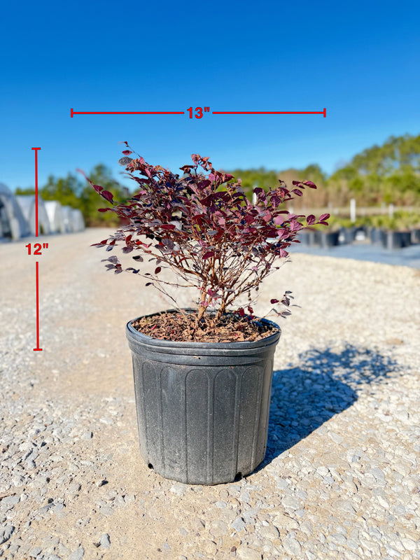 Cerise Charm™ Loropetalum - nursery plant available in multiple container sizes
