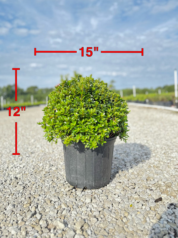 Chinzan Azalea - nursery plant available in multiple container sizes