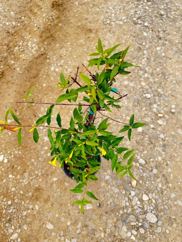 Carolina Jasmine - nursery plant available in multiple container sizes