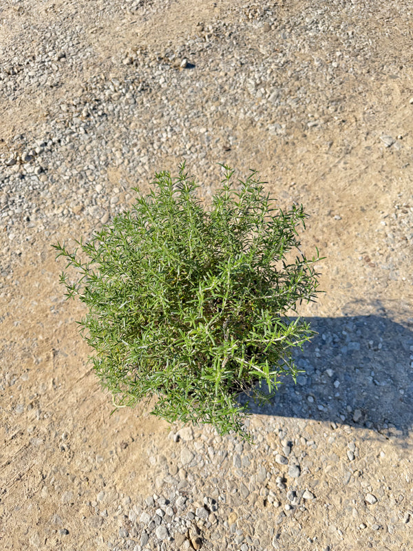 Creeping Rosemary - nursery plant available in multiple container sizes